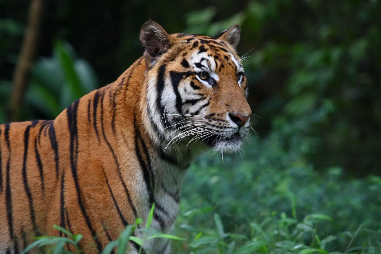 Breakthrough monitoring technology to save the world’s tigers